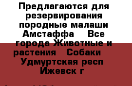 Предлагаются для резервирования породные малаши Амстаффа  - Все города Животные и растения » Собаки   . Удмуртская респ.,Ижевск г.